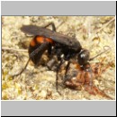 Anoplius viaticus - wegwespe-29.jpg